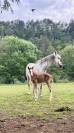 Foal - &agrave; vendre 