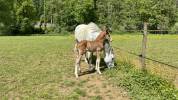 Foal - &agrave; vendre 