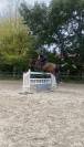 ZANGERSHEIDE CSO - HONGRE 170 CM - 10 ANS - &Agrave; VENDRE