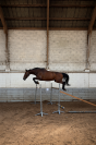 ZANGERSHEIDE CSO - HONGRE 170 CM - 10 ANS - &Agrave; VENDRE