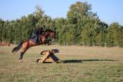 &Eacute;talon Welsh COB