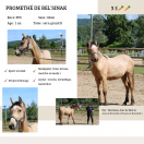 Poney PFS 1 an