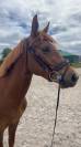 Poney de sport