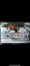 Poney de sport
