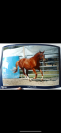 Poney de sport
