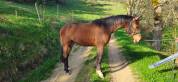 Hongre 3 ans Anglo Part-Bred