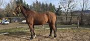 Hongre 3 ans Anglo Part-Bred