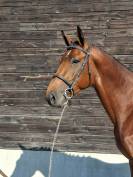 Selle Francais 3 ans 
