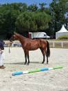 Selle Francais 3 ans 