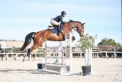 Caballo de salto