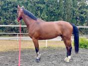 Caballo de salto