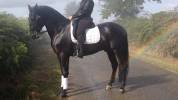 Pur race espagnol 