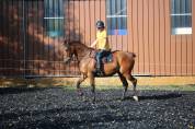 Ganesh, Pur-Sang r&eacute;form&eacute; de 8 ans