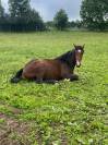 Poulain de 2 ans &agrave; vendre 