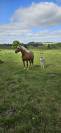Poulain haflinger 