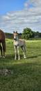 Poulain haflinger 