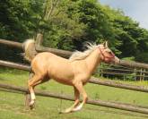 Tr&egrave;s belle pouliche palomino arabe