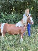 Poney Welsh part bred 