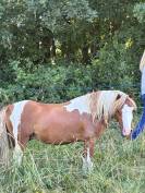 Poney Welsh part bred 