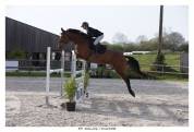 Cheval Hongre 6 ans 