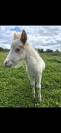 Minis shetland 