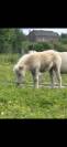 Minis shetland 