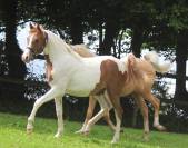 Pouliche pie alezan D.S.Arabe