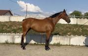 Jument de sport 6 ans 