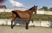 Jument de sport 6 ans 