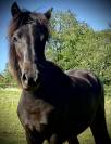 Pouliche Dartmoor pleine de charme