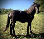 Pouliche Dartmoor pleine de charme