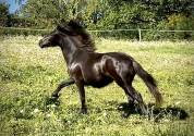 Pouliche Dartmoor pleine de charme
