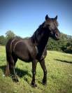 Pouliche Dartmoor pleine de charme