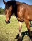 Superbe poulain Connemara Part-Bred