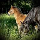 Superbe pouliche Dartmoor