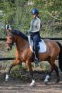 Jument KWPN, Dressage Am 1