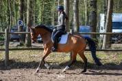 Jument KWPN, Dressage Am 1