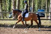 Jument KWPN, Dressage Am 1