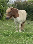Ponette shetland 