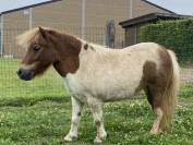 Ponette shetland 