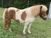 Ponette shetland 