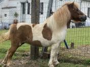 Ponette shetland 