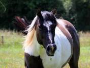 West - &eacute;talon Paint horse grullo tobiano