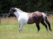 West - &eacute;talon Paint horse grullo tobiano
