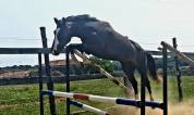 Caballo castrado Silla Franc&eacute;s En venta 2022 Bayo moreno por ARMANI V OVERIS Z