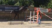 Caballo castrado Silla Franc&eacute;s En venta 2022 Bayo moreno por ARMANI V OVERIS Z