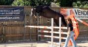 Caballo castrado Silla Franc&eacute;s En venta 2022 Bayo moreno por ARMANI V OVERIS Z