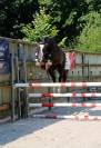 Caballo castrado Silla Franc&eacute;s En venta 2022 Bayo moreno por ARMANI V OVERIS Z