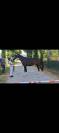Caballo castrado Silla Franc&eacute;s En venta 2022 Bayo moreno por ARMANI V OVERIS Z