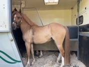 Liberty des Palisse - PFS - 5 ans 